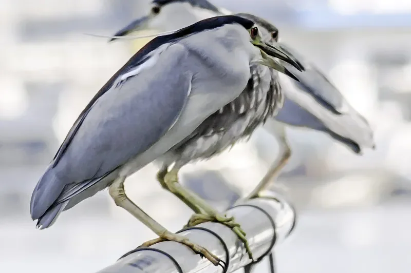 

Flywoo GOKU F722 Pro V2 55A 30X30 Stack - 32Bit 128K Plug&Play for FPV Drone DIY Parts (O4/O4 Pro Compatible)