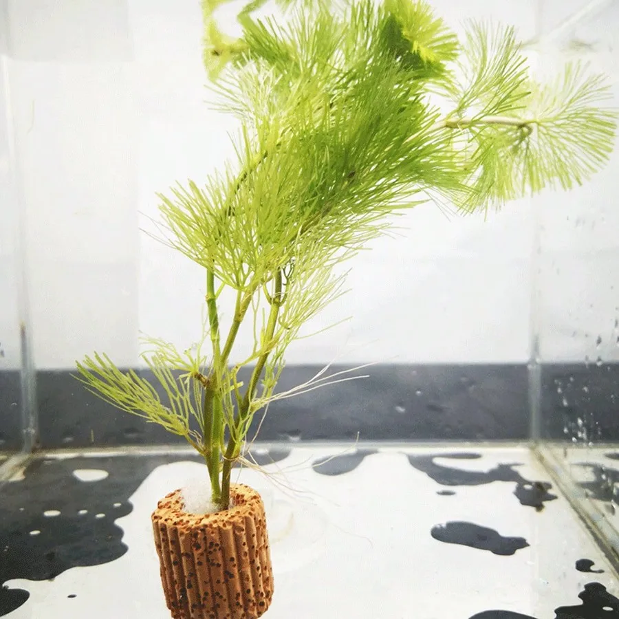 حلقات تثبيت نباتات حوض السمك عالية الجودة - حلقات التنفس للنباتات المائية تضمن الاستقرار والصحة في المناظر المائية