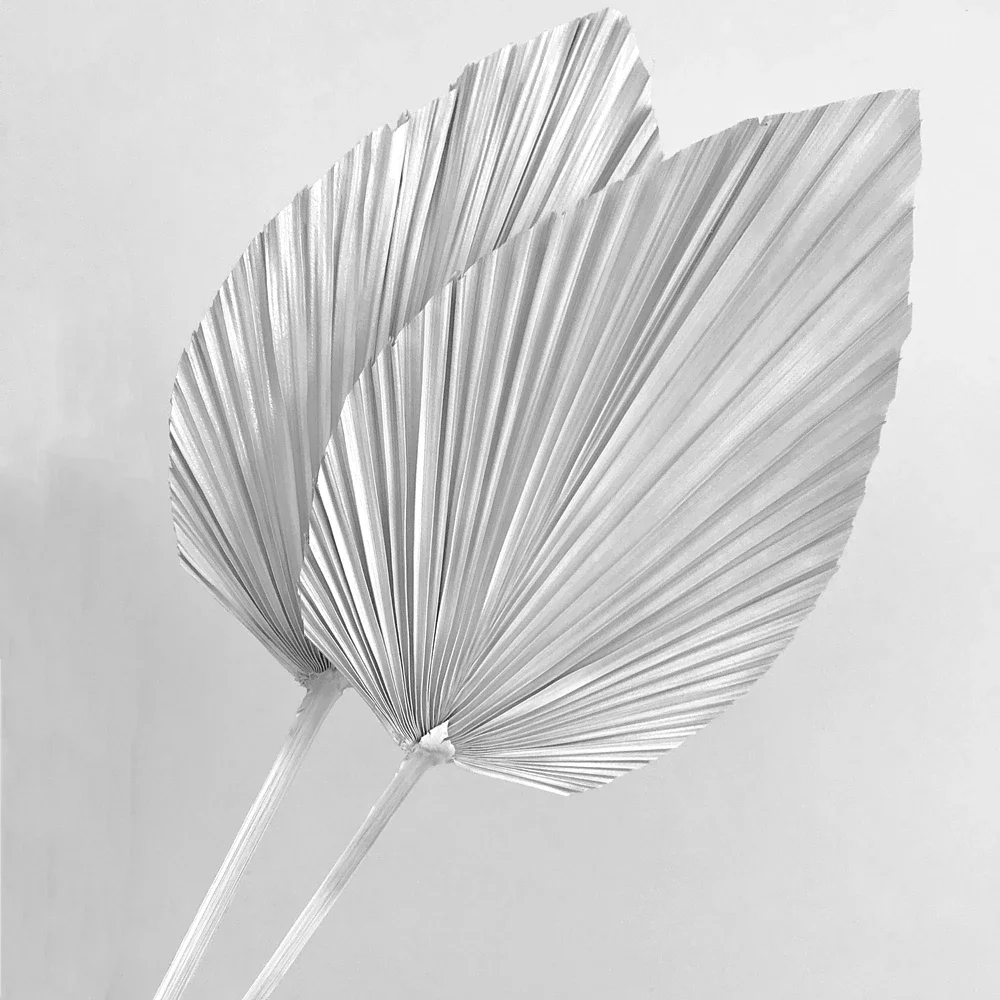 Natural Dried Palm Leaves, DIY Dried Flower Bouquet , Fan Leaf, Party Plant Art, Wall Hanging, Wedding Decoration, Home Decor
