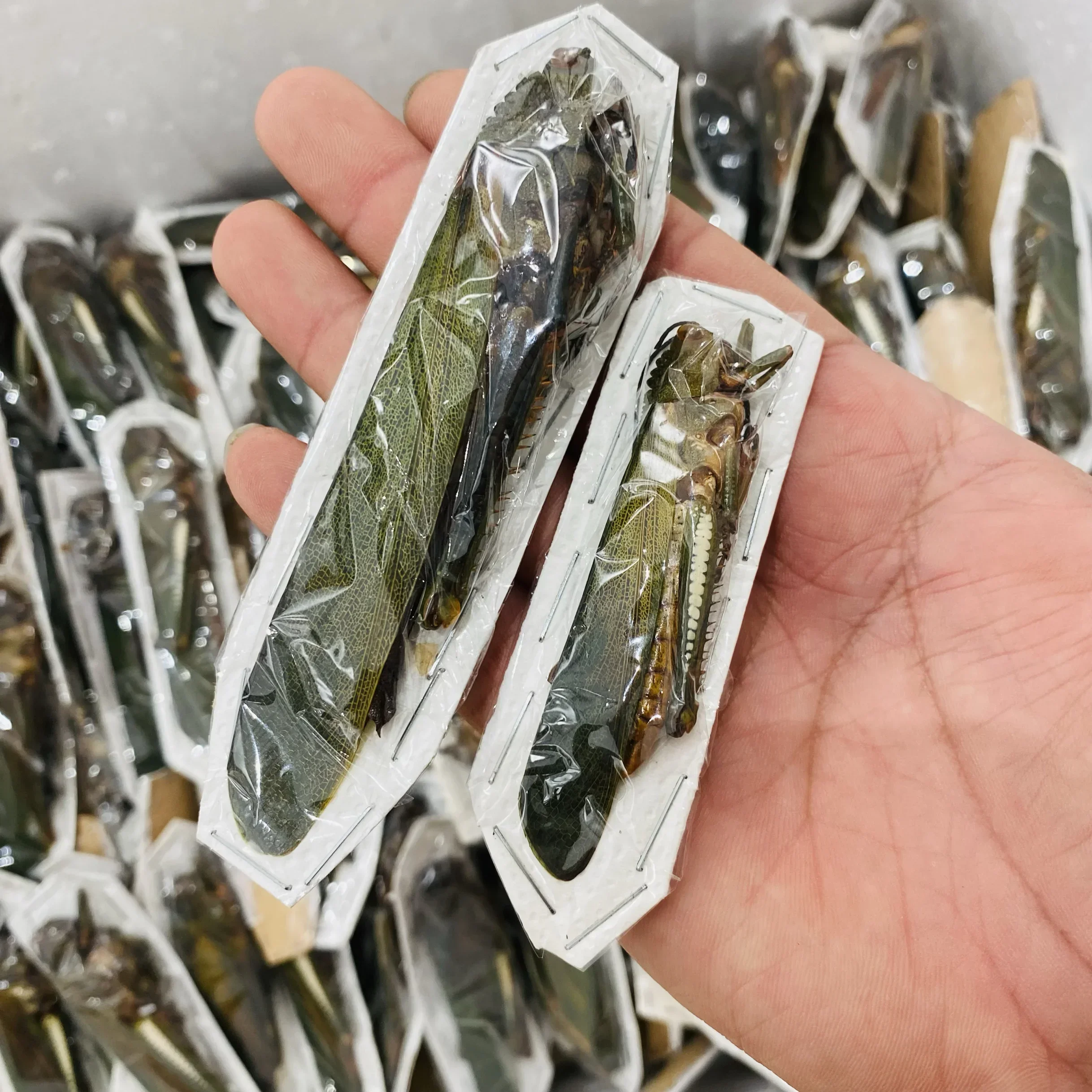 

Real Moth Insect Grasshopper Specimen Teaching and Research Hobby Collection of Home Decoration Crafts Statues for Decoration