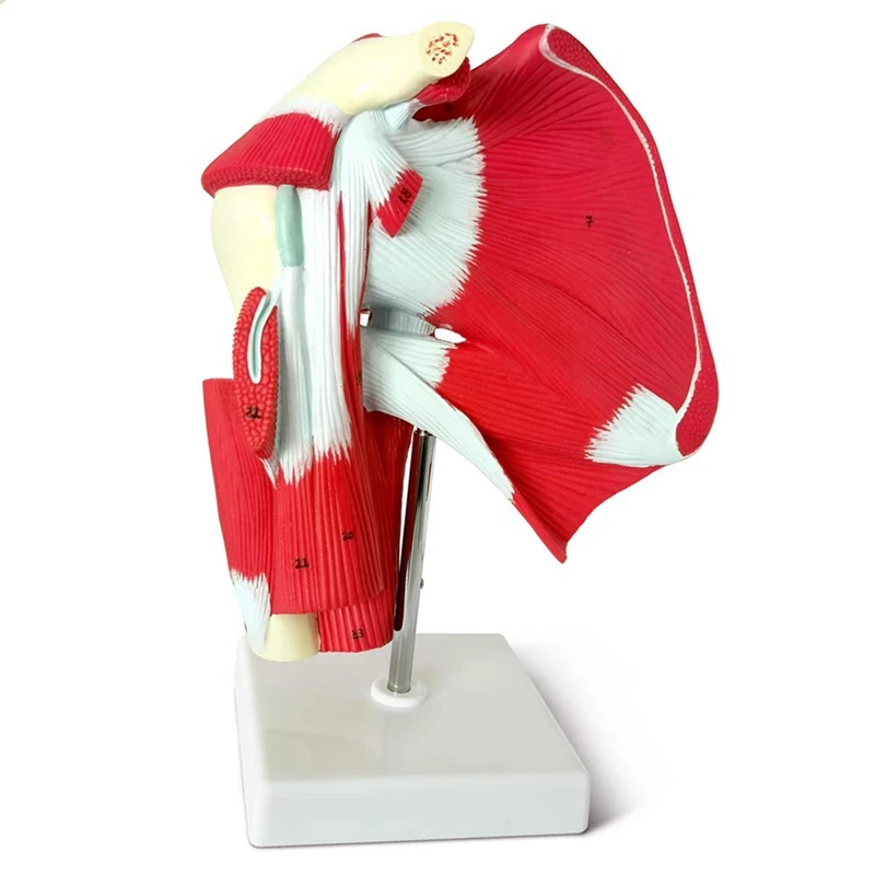 Muscled Shoulder Joint Model - Shows Complete Shoulder Musculature From Rotator Cuff To Subscapularis Muscles