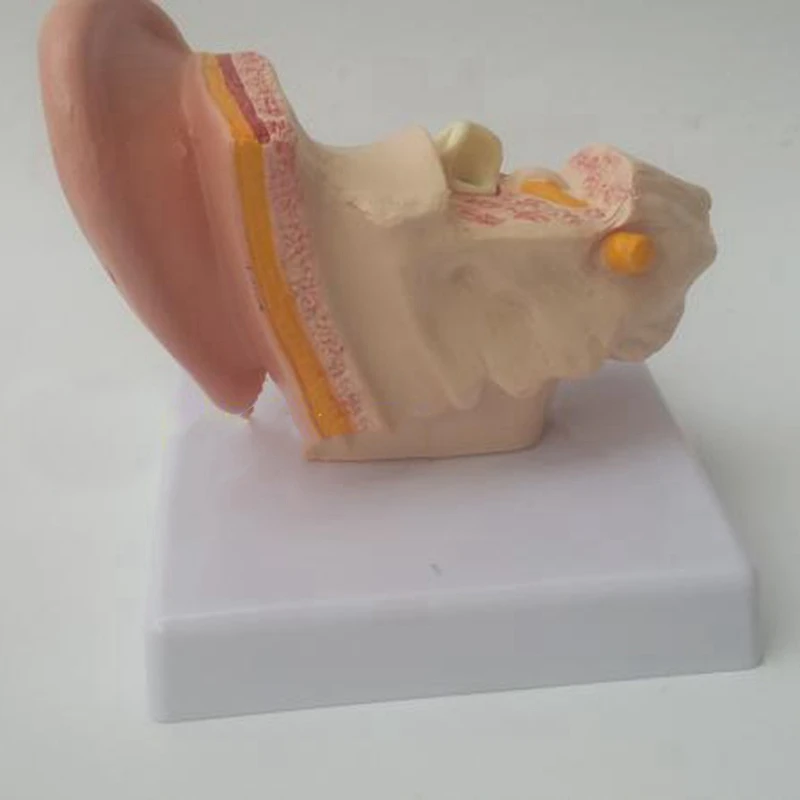 2 Pcs Human Anatomical Nasal Cavity Throat Anatomy Model For Science Classroom Study Display Teaching Model 1.5 Times Human Ear