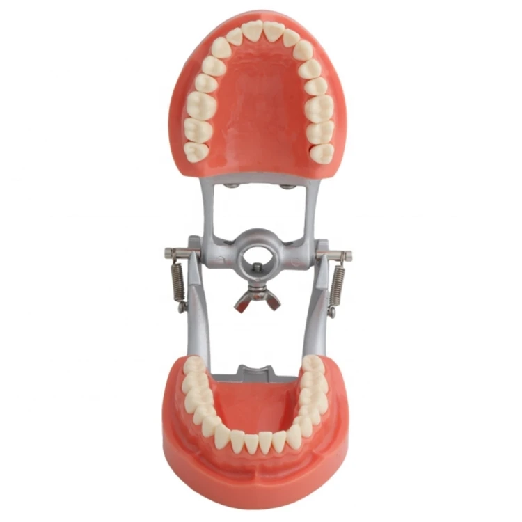Dental Mold 32pcs Removable Hard Palate Teeth 263D Dental Standard Model for Oral Teaching Manual Resin Instrument CE/ISO