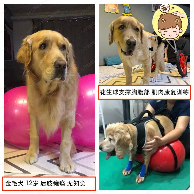 

Капсулы Pet Peanut Ball для поддержки задних лап парализованных собак, устройство для укрепления мышц тела