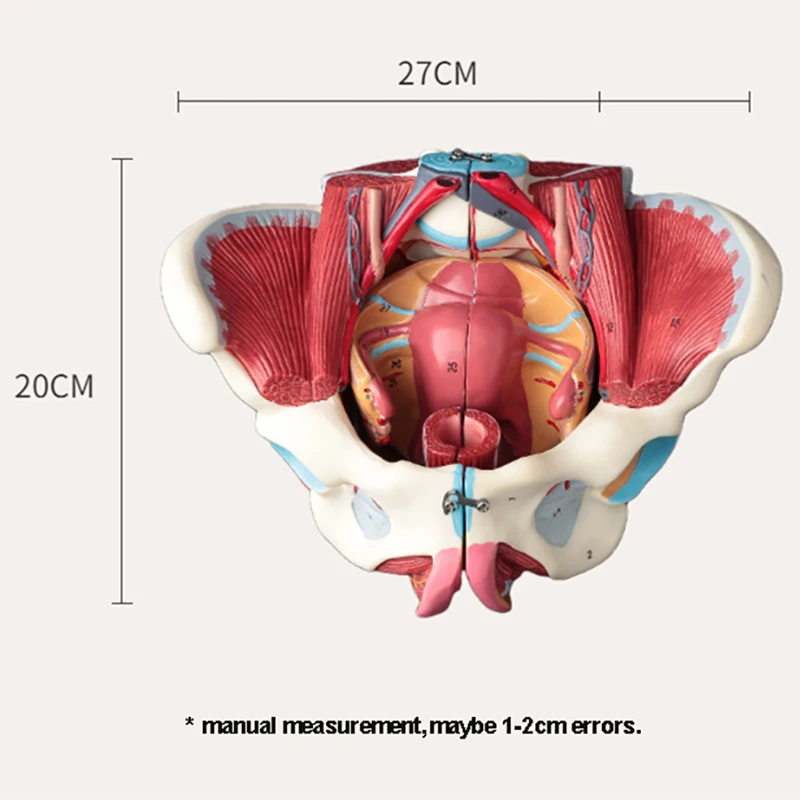 Disassembled Female Pelvis Anatomy Model PVC Female Pelvis with Floor Muscle and Nerve Model Lab Supplies