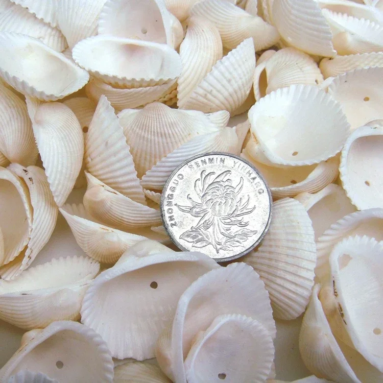 محار محار طبيعي مصنوع يدويًا ، جوز هند سكالوب ، ذيل طائر ، حوض أسماك ، أرضية ، نافذة عرض ، حائط ، هوية ، صناعة يدوية #5