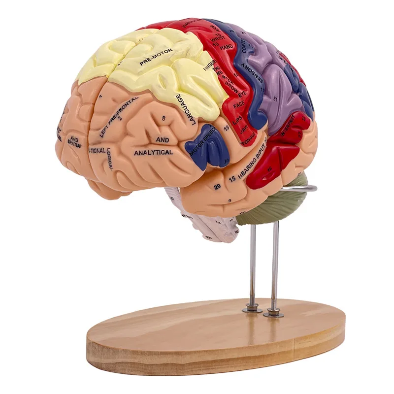 2X zoom deluxe brain model, brain anatomy model, brain neural structure anatomy model, functional partition