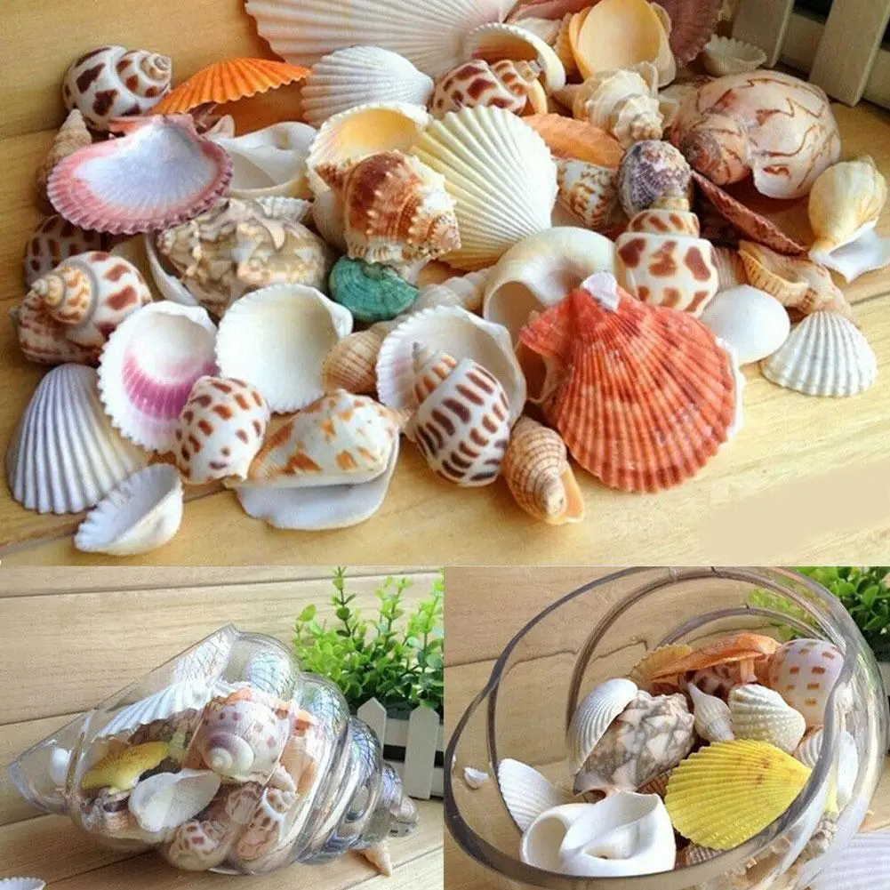 Mixed Sea Beach Shells Crafts Seashells Aquarium Decor Photo Props Shell Coquillage Home Decoration Accessories - Image 3