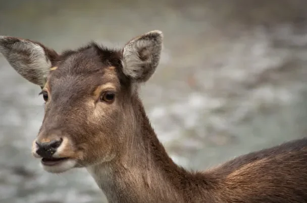 

4 шт., 1,9 дюйма, металлический замок с 12 отверстиями, ступица колеса для 1/10 RC гусеничного автомобиля, осевой SCX10 II 90046 Traxxas TRX-4 RedCat Gen8