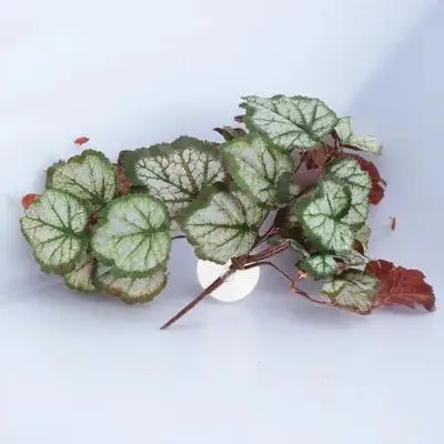 نبات الزواحف المعلق محاكاة أوراق اصطناعية خضراء نابضة بالحياة لديكور تررم مخبأ الزواحف تسلق الحيوانات الأليفة الموئل