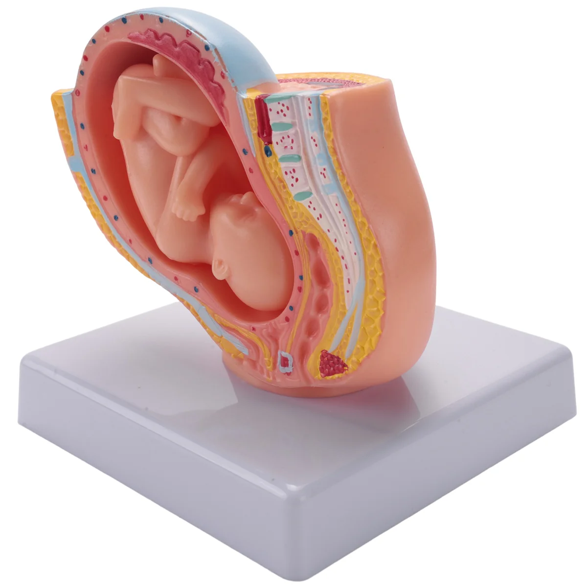 

Detachable Female Pelvic Fetal Model Nine Months of Pregnancy The Fetus Uterine Embryo Development Model Medical Teaching Supply