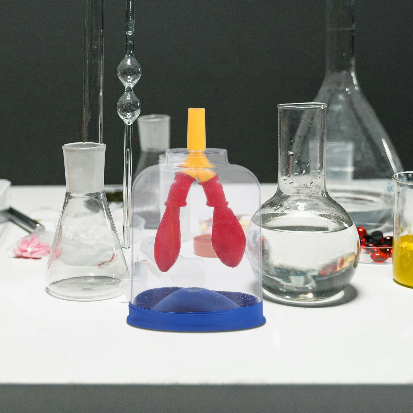 

Portable Human Lung Model Anatomy Teaching Aid Respiratory System Display Kit For Scientific Research Instrument Medical Science