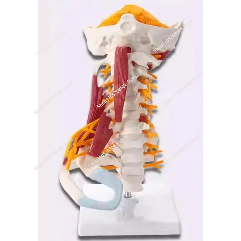 

1:1 Life Size Cervical Vertebrae Body Cervical Spine Nerve Model Human Anatomy Spinal Cord Cervical Vertebrae Skeleton