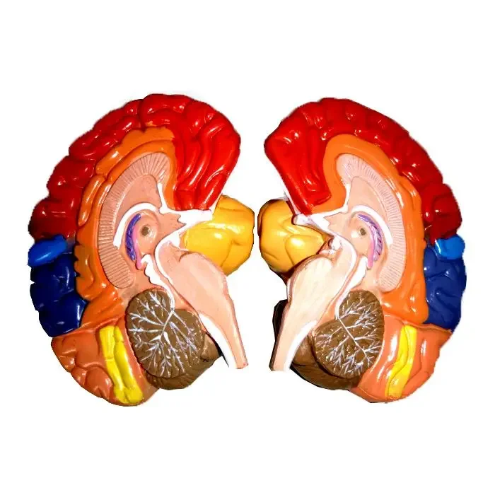 modello-anatomico-del-cervello-umano-area-funzionale-della-divisione-dei-colori-area-funzionale-e-modello-di-arteria-cerebrale