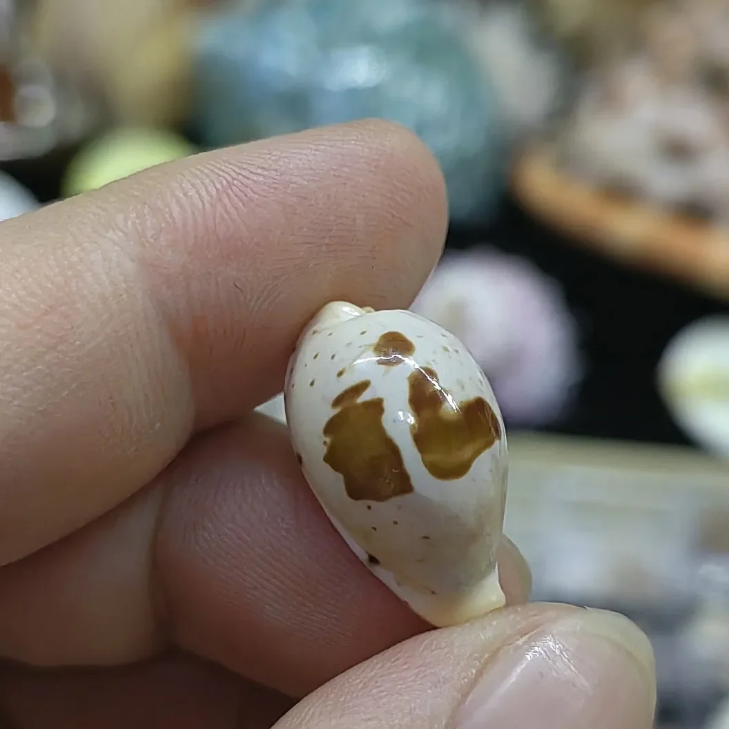 Mini Natural 1.9-2.4cm Spiral Shell Scrapbooking Craft Seashells for Glass Bottle Home Diy Decoration