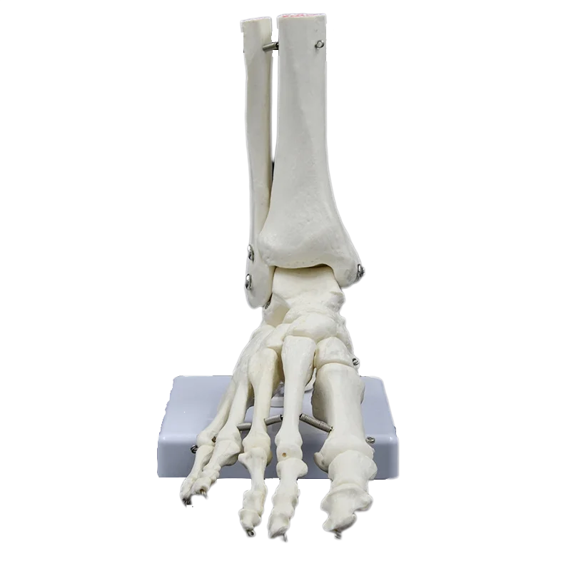 1:1Medical Human Skeleton Foot Bones Anatomy Model Foot And Ankle With Shank Bone Anatomical Model