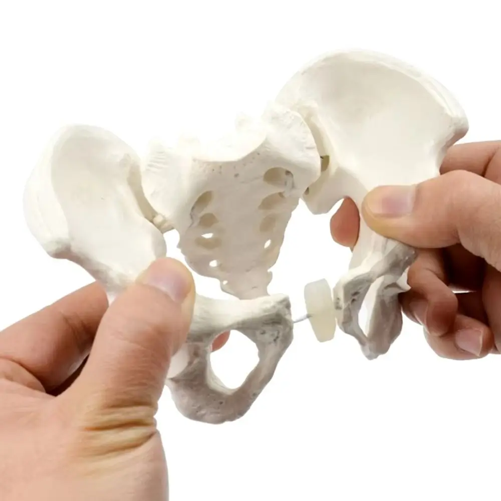 

1:2 Size Pelvis Mini Pelvis Model Movable Femur Heads Elastic Female Skeleton Model High Quality Educational Tool