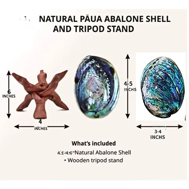 Polished Abalone Shell for Smudging Cleansing Home Meditation Incense Holder Home Décor and Gift 100% Natural  NewZealand Shell