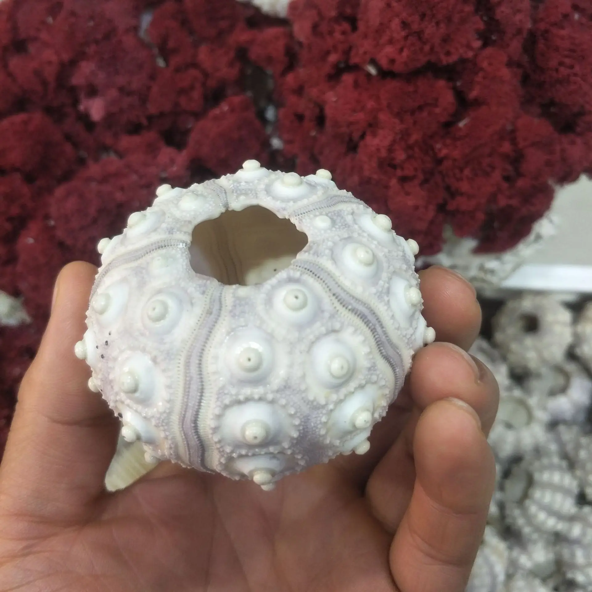 Natural sea urchin air pineapple lavender 4-7cm Decorative shell conch gift wedding table DIY Sea urchin shell