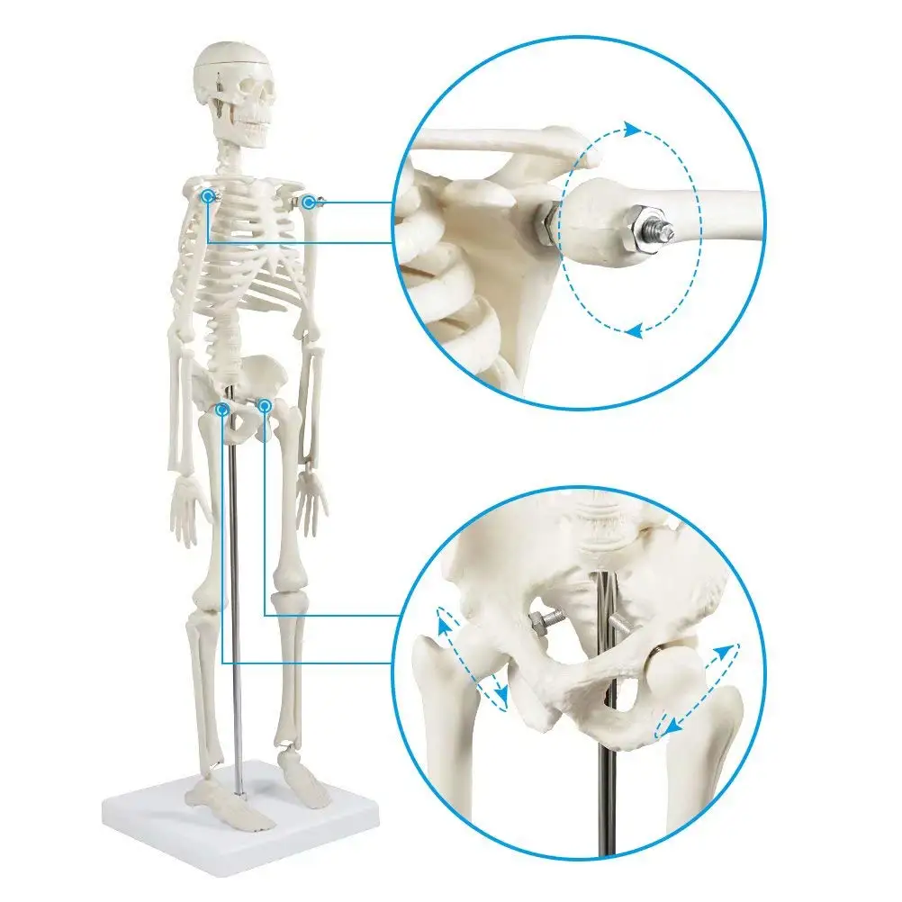 Human Skeleton Model Anatomy Human Body Model Joint Movable Removable Medical Model for Study Teaching Popular Science Supplies