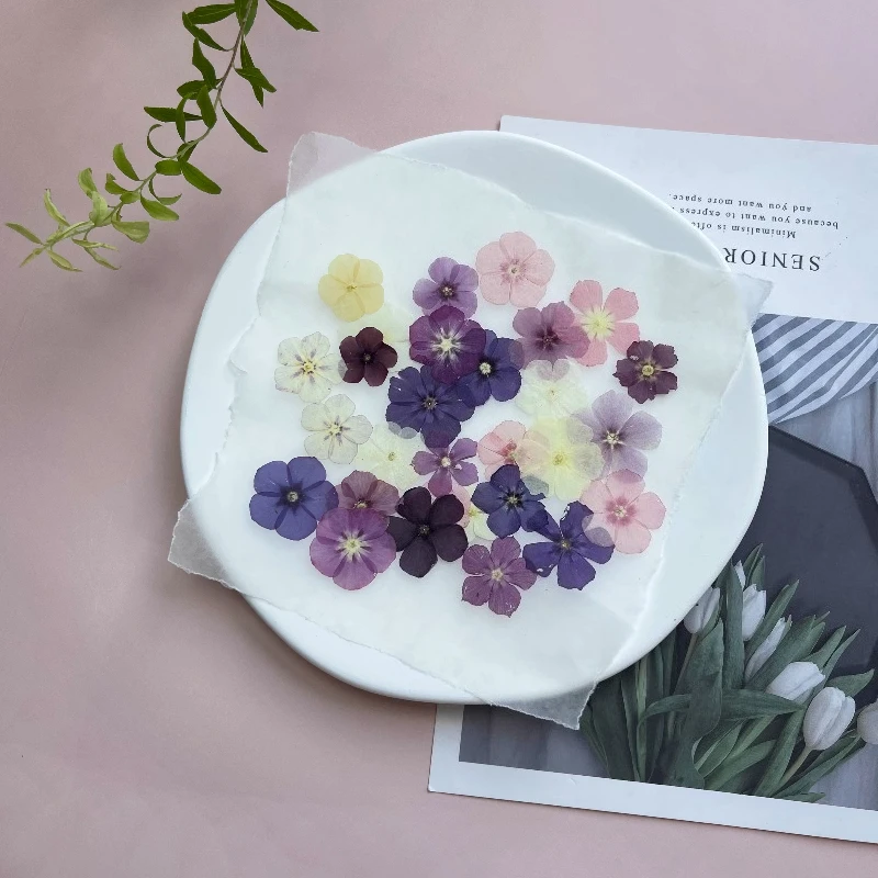 12 قطعة، زهور مجففة مضغوطة شبه شفافة - لوازم يدوية لإطار الصورة/مجوهرات الراتنج/حافظة الهاتف/الإشارة المرجعية