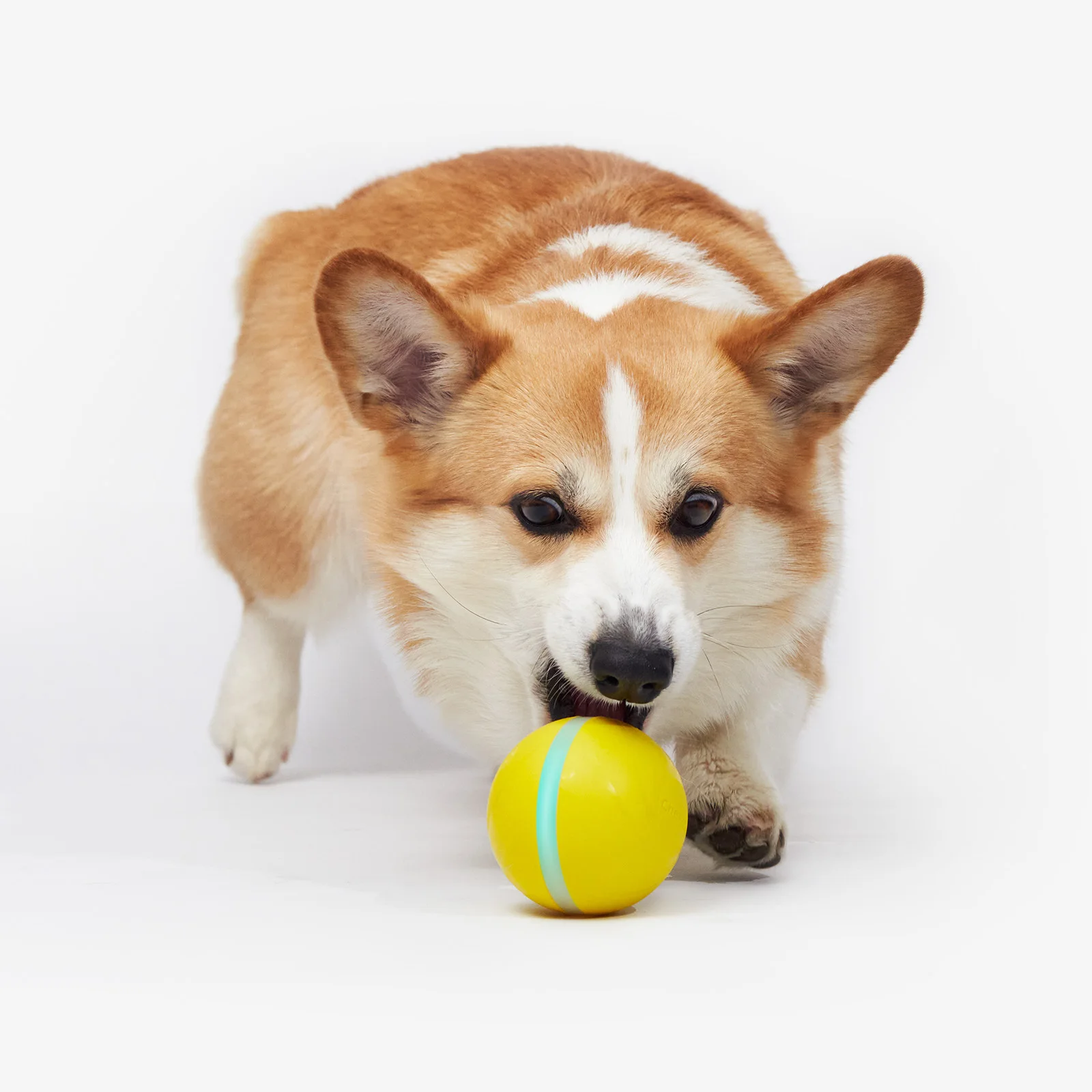 

Cheerble Advanced Interactive Dog Toys for Large Breeds Sustainable Rubber and Plastic Crate Toys Near Me