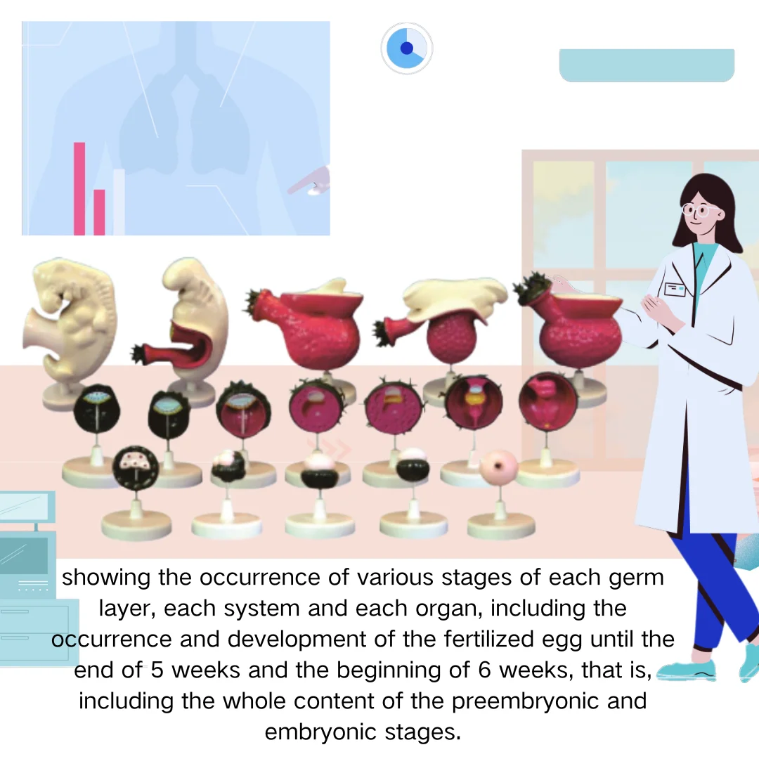 Human Embryo Model 17 Parts Medical Science Anatomia Simulator Medical Supplies Educational Teaching Material for Medico Medicin