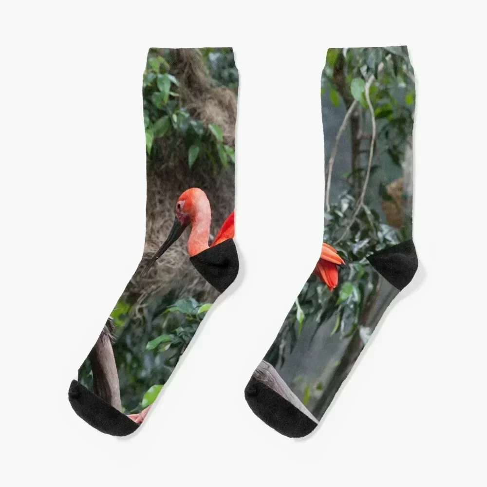 

Scarlet Ibis perched on a vine Socks cotton Lots hip hop Toe sports Socks Male Women's