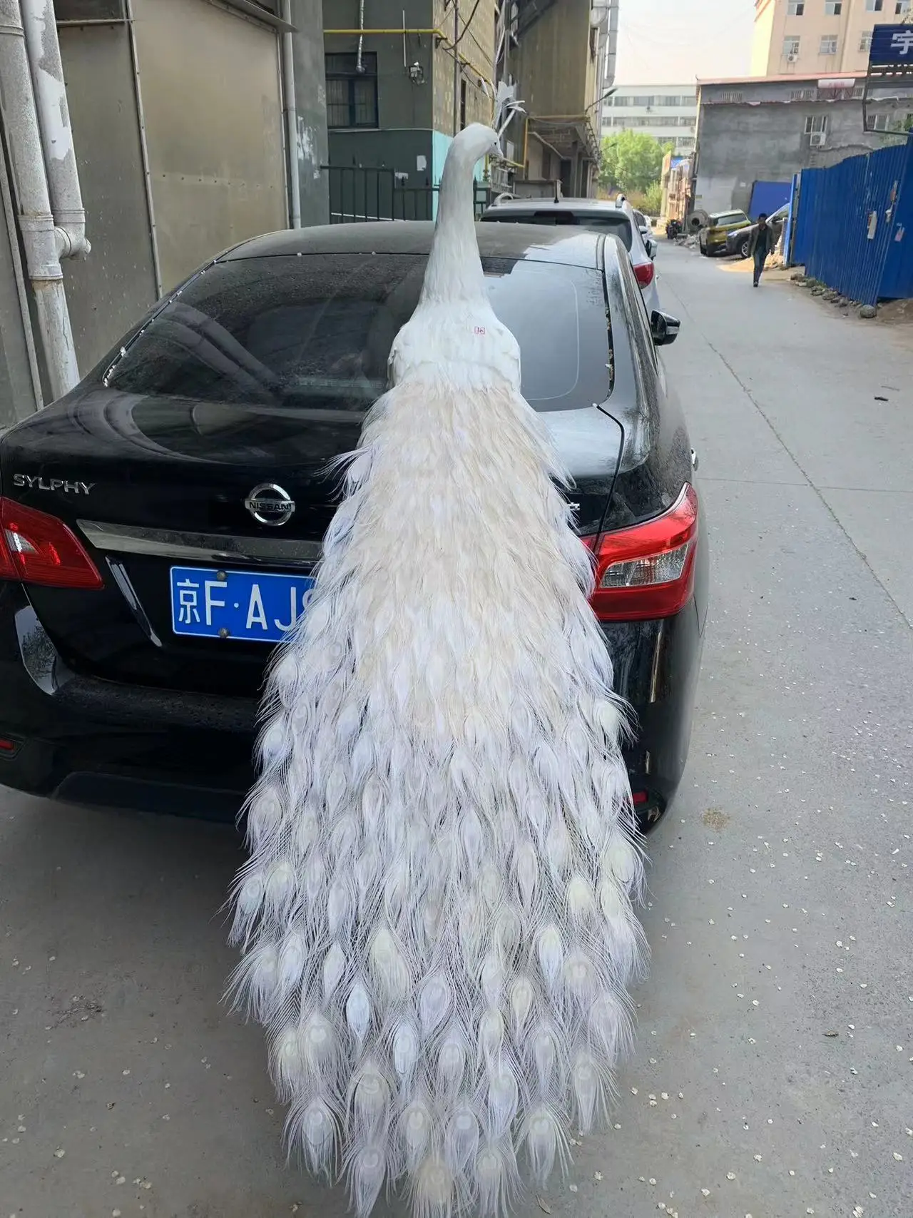 huge simulation foam&feather white peacock model toy gift birthday doll about 180cm w2404