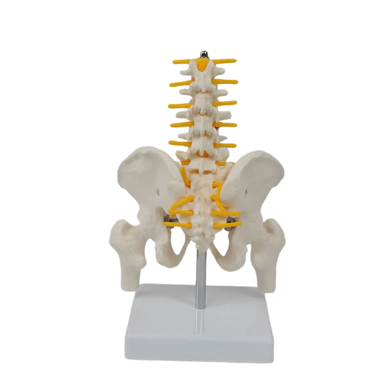 Mini Human Pelvic With Five Lumbar Vertebrae and Femur Spinal Column Spine Model Skeleton Anatomy Educational Equipment