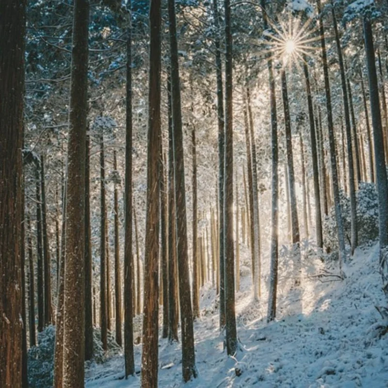 

4 шт. 1 шт. YSIDO 1505 Мотор sin escobillas 2650KV 3750KV 3-6S Lipo 1,5 мм eje 9N12P для RC FPV Racing 2,5-3,5 pulgadas Cinewhoop D