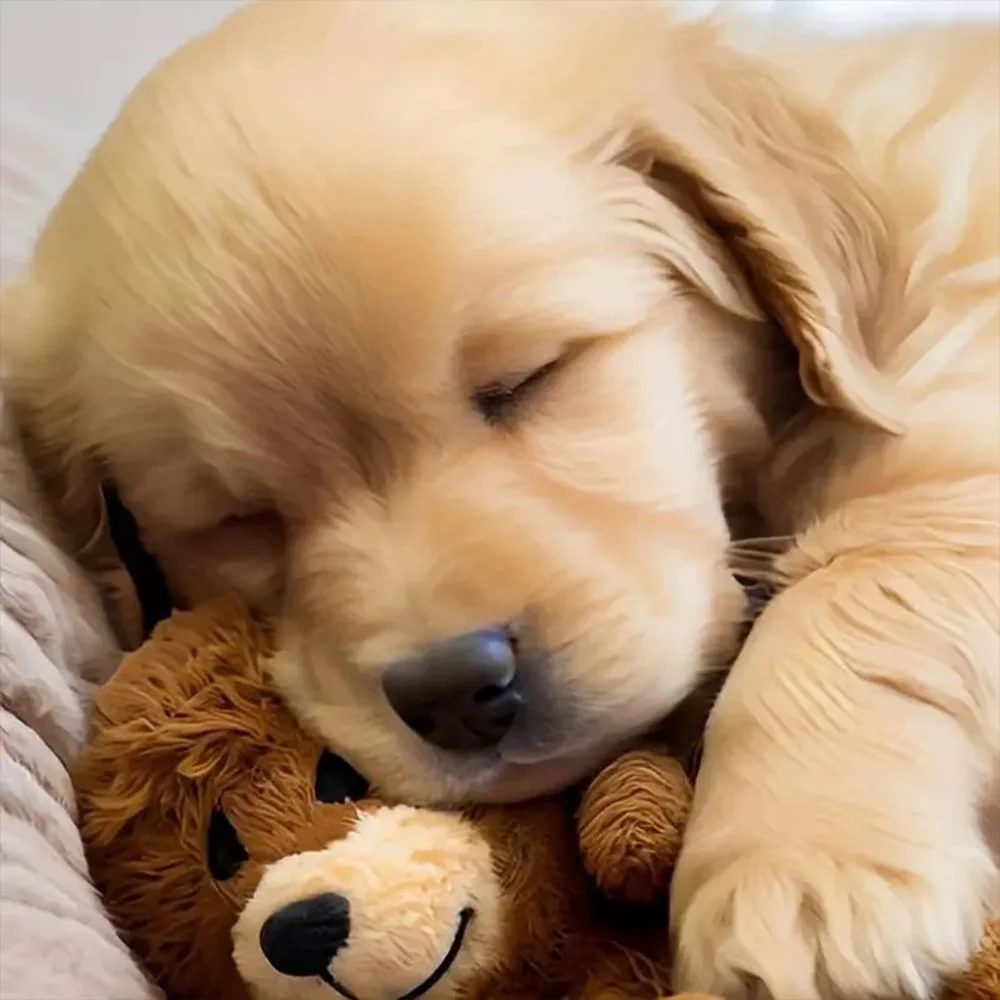 Kit de pintura de diamantes 5D con diseño de cachorro Golden Retriever y oso de peluche, un nuevo patrón creativo con diamantes redondos brillantes