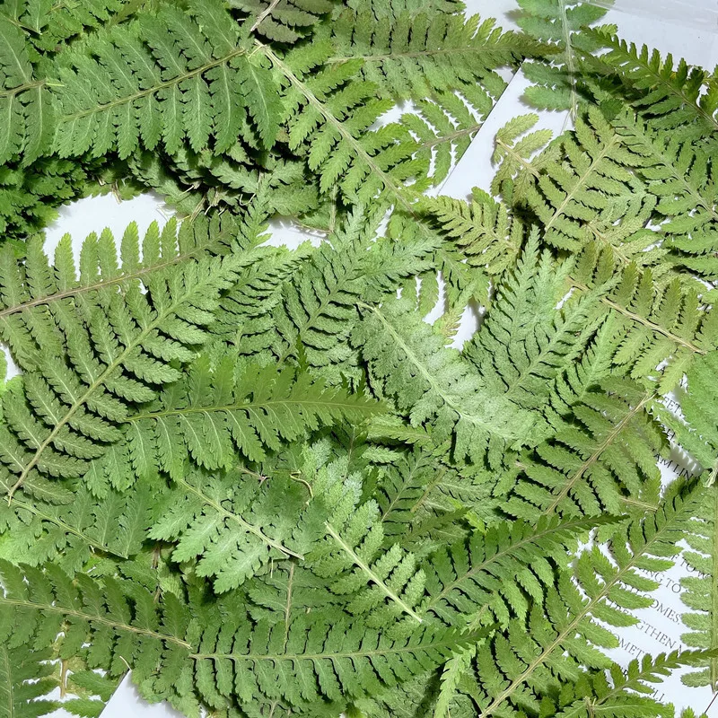 24PCS/5-7CM Real Natural Ferns Dried Pressed Green Leaves Flowers,Drip Glue Tiny Plants Dry Fern For DIY Craft Resin Jewellery