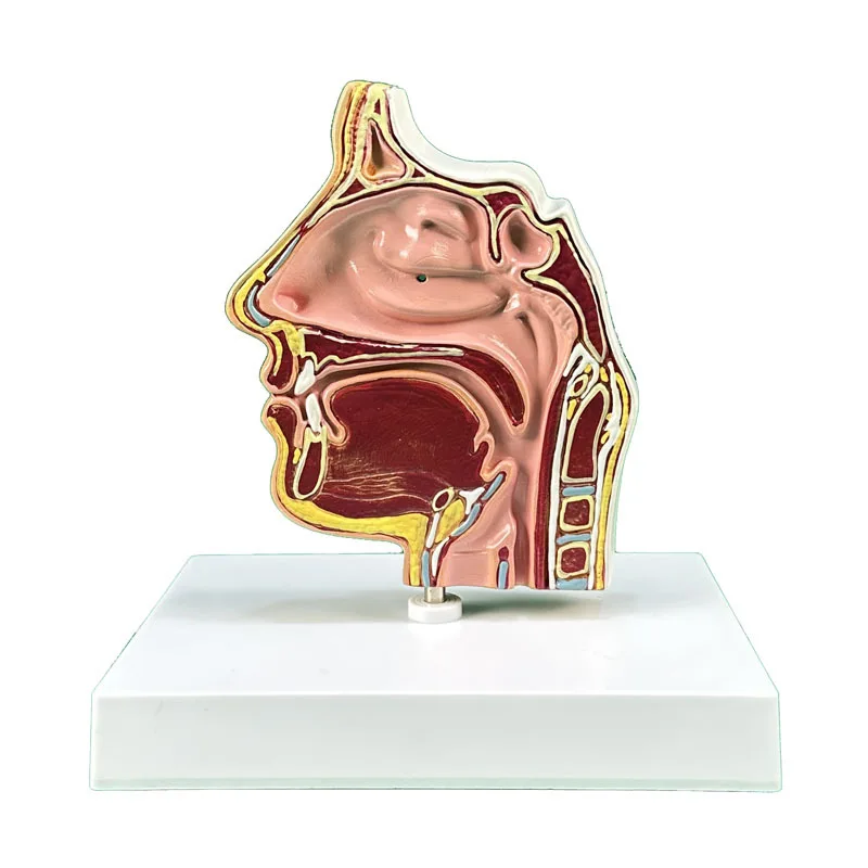 Anatomical Model Of Human Nose And Nasal Cavity Structure Medical Teaching Supplies