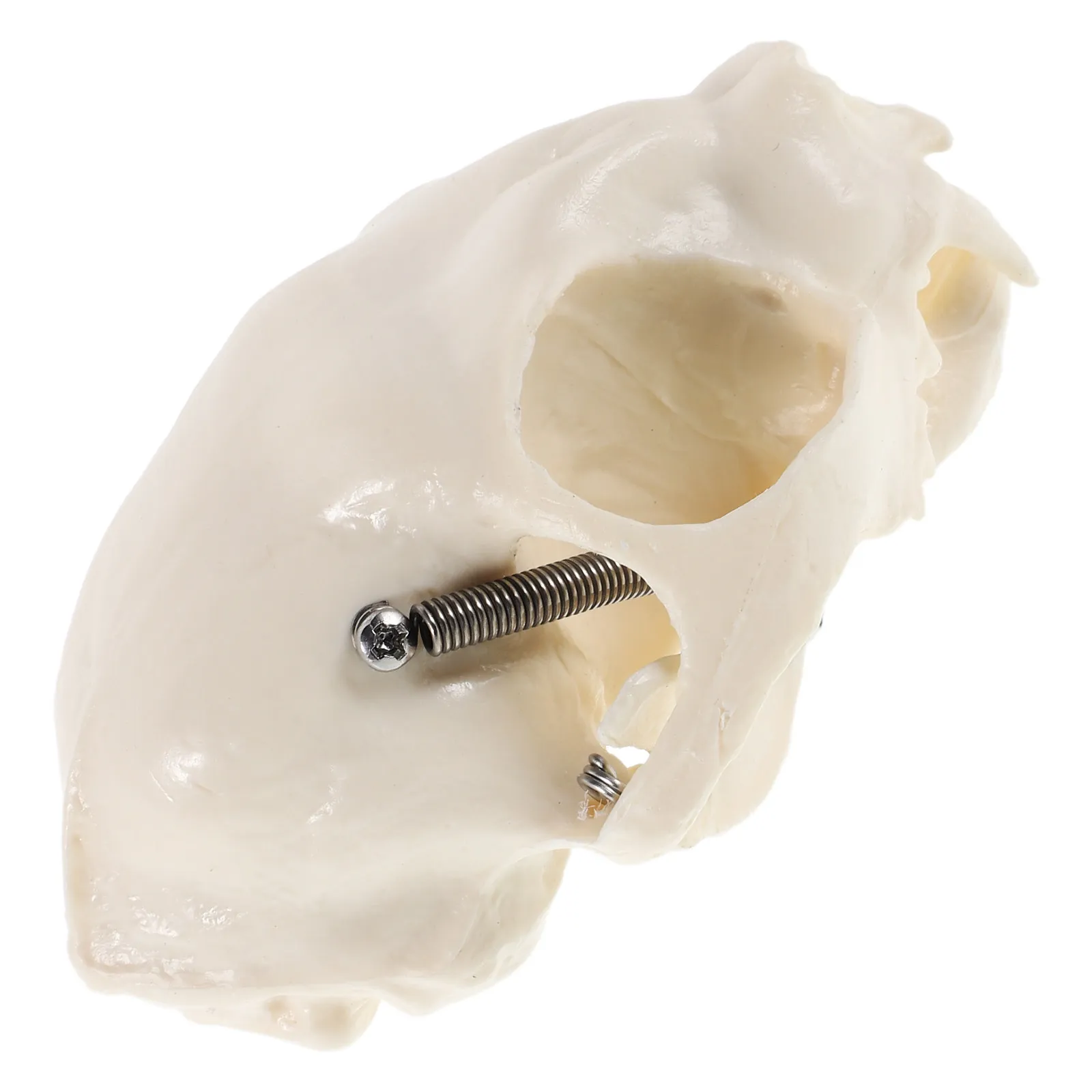 

Cat Skull Anatomical Display Realistic Small Portable Size Science Teaching Educational Skull Prop Decor Halloween Fish