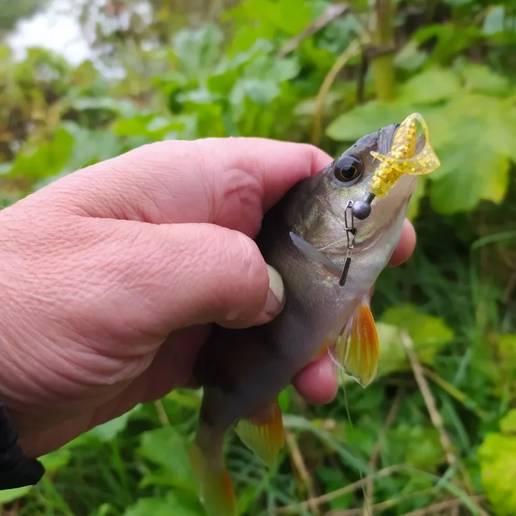 Mrlurion 8 stuks 6 cm vissen set jigging hoofd haak met zachte worm grub lokken aas, baars bas snoek lokken aas isca