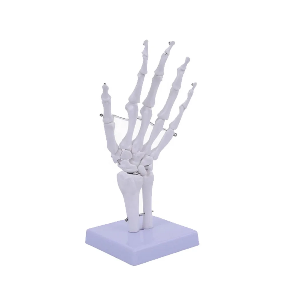 

Life-Size Human Hand Joint Model Teaching Hand Skeleton for Medical Science
