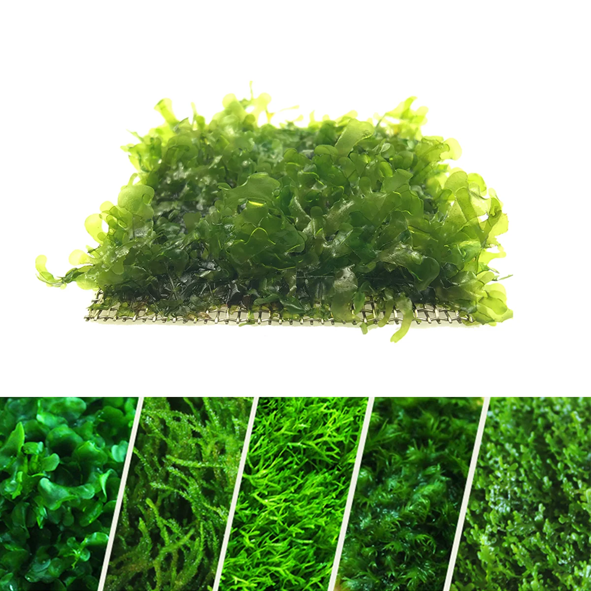 1 04 Stainless Steel Aquarium Moss Sheet Moss Net Aquarium Fish Tank Water Grass Plants Fixed Net Ornaments - 8x8cm (Silver)