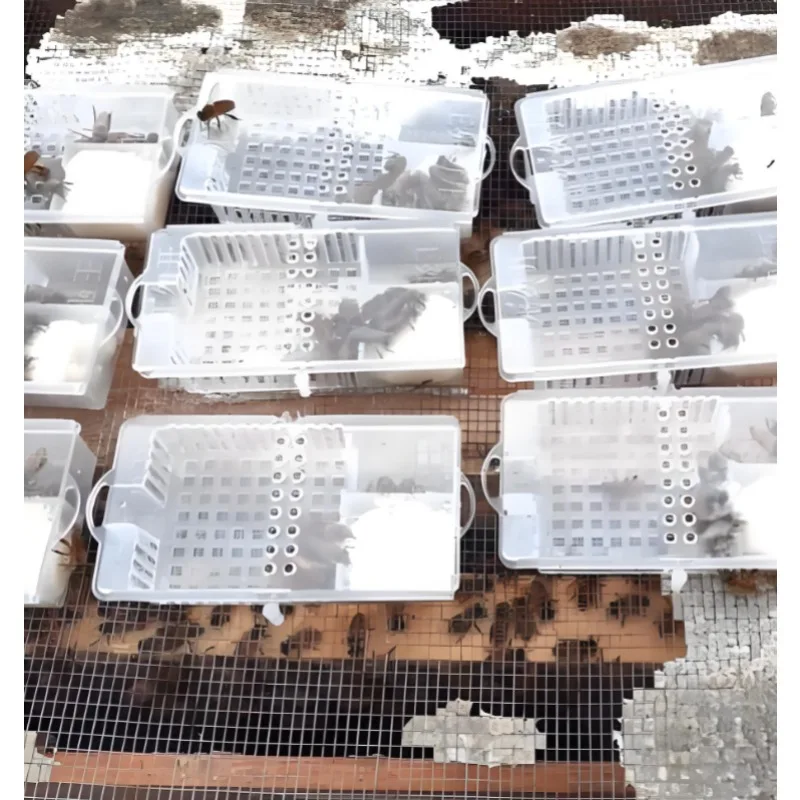 Transparent Queen Bee Cages For Beekeeping, Queen Bee Transport Cages, Beekeeping Insect Hives, And Breeding Cages