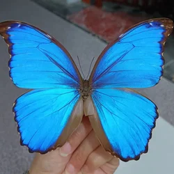 All'ingrosso Morpho didius campioni di farfalle reali A1 campioni di animali alati a farfalla originali regalo di san valentino decorazioni per la casa