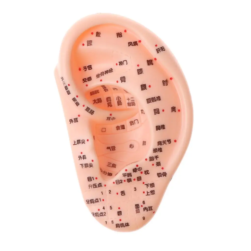 13CM Human Ear Model with Acupuncture Reflexology for Laboratory Anatomy Studies Display