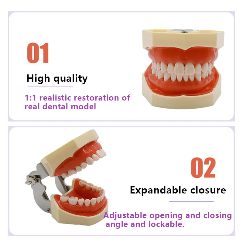 28/32 Teeth Dental Typodont Teeth Model Soft Gum Teaching Model Dental Technician Practice Studying Training Demonstration Model
