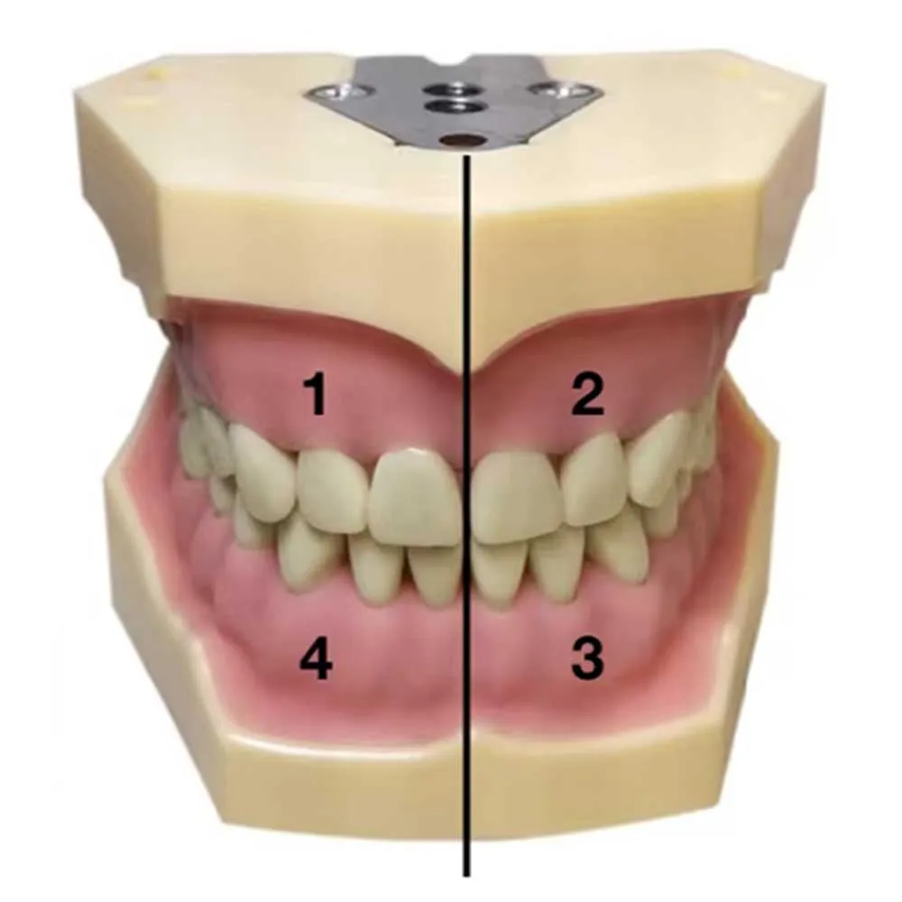 

Dental Teeth Model Fit Frasaco Teeth Model Dental Teaching Model Demonstration Tooth Model Removable 32 pcs Teeth Available