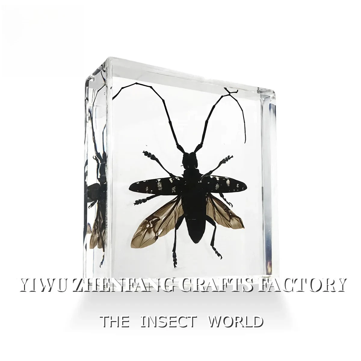 Xylotrechus rusticus, Anoplophora chinensis,Macrochenus,Authentic Insect Specimen Artwork: A Unique Ornament for Display