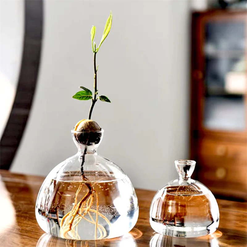 Japanese Style Avocado Seed Starter Glass Vase Avocado Planting Vase Avocado Seed Core Growing Hydroponic Container Home Decor