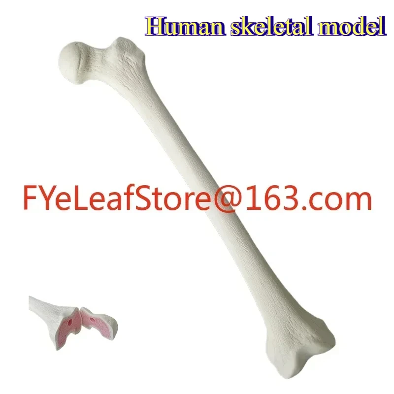 Training and practice of human bone model femur simulation solid foam artificial bone workshop