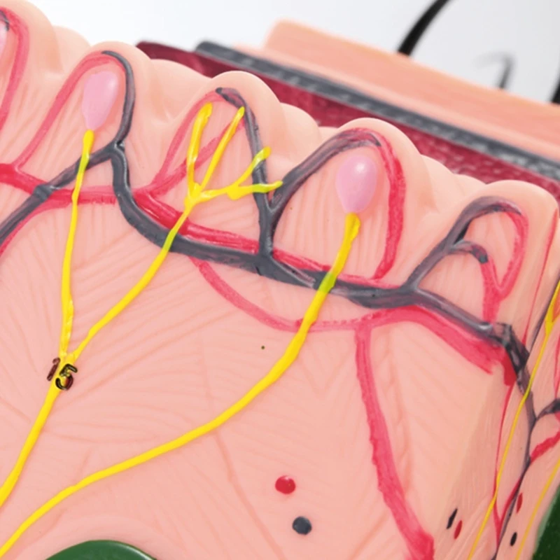 70X vergroot huidanatomisch model Huidmodel met haar voor lesweergave