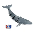 Grey Whale