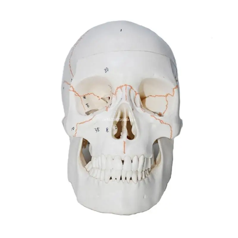 

Human Skull Model Human Head Skeleton Anatomy Model, Life Size Anatomical Skeleton Head Model Medical Teaching Aids Dropship