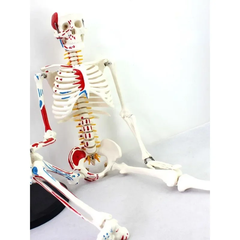 Модель человеческого скелета, 1 шт.